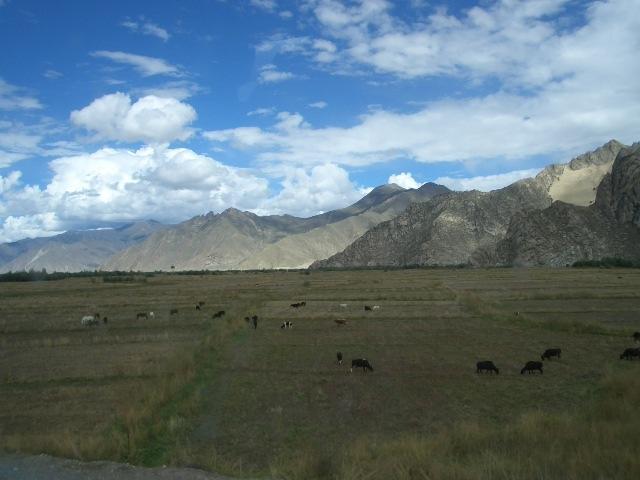 Yaks in Field.JPG